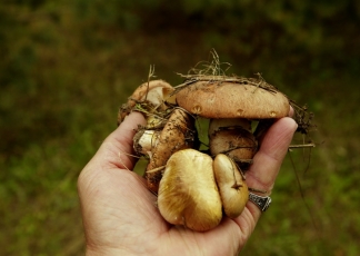 Весняний ліс радує нас