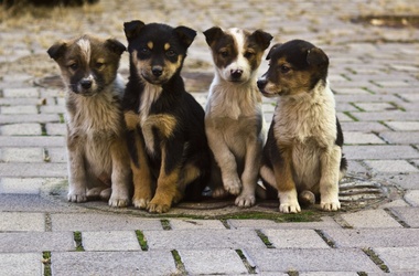 В Чернігові з’являться «екологічно чисті собаки»