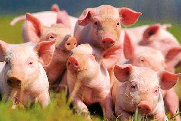 Африканская чума не помеха: на Черниговщине интенсивно занимаются разведением свиней