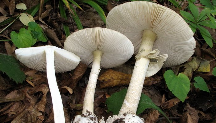 На Черниговщине умерла целая семьи – вероятно, из-за отравления грибами