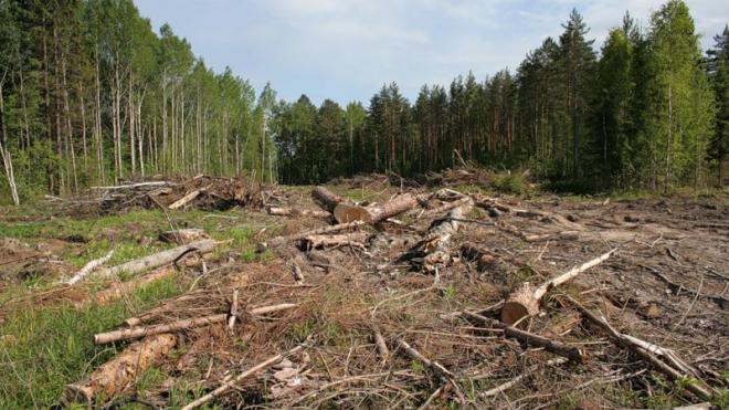 Украинцы смогут увидеть вырубку лесов на интерактивной карте