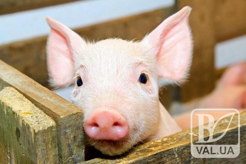 На Чернігівщині зафіксували новий спалах африканської чуми свиней
