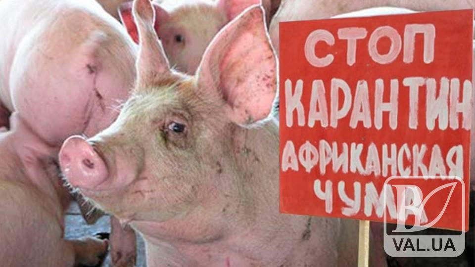 Борзнянщина страдает от африканской чумы свиней: животных уничтожают и жгут 