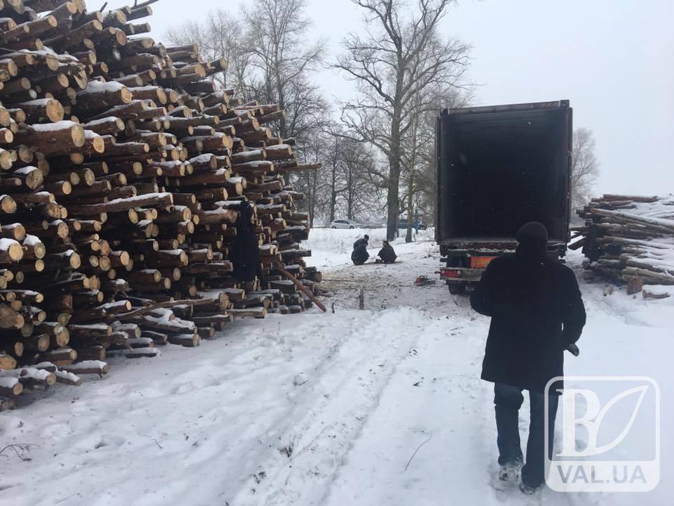 Лісова мафія дісталася передмістя Чернігова. ФОТО