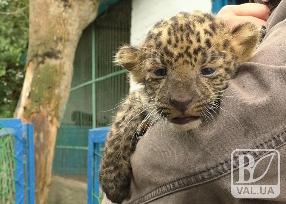 У Менському зоопарку рідкісне поповнення: народилося леопарденя. ВІДЕО