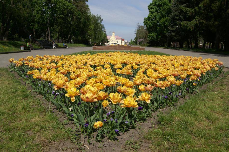 Нашестя квіткових вандалів: чернігівці масово нищать міські клумби