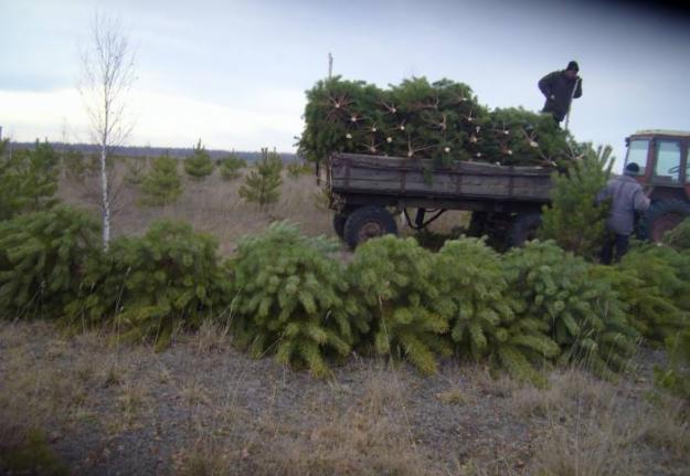 На Прилуччині затримали місцевих жителів, які зрубали понад 80 новорічних сосен