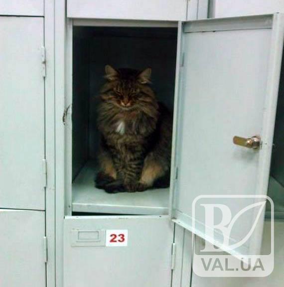 У чернігівки вкрали кота