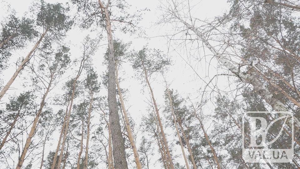 Шляхами короїда: в області шкідник зʼїдає дерева. ВІДЕО