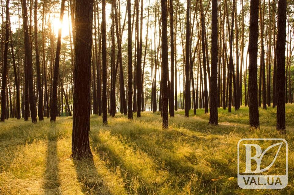 На порятунок дерев у Ялівщині виділено 200 тис. гривень