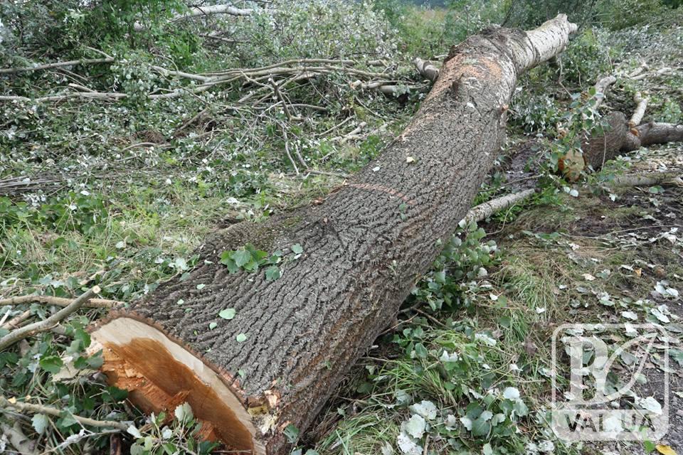 На березі Стрижня різатимуть дерева