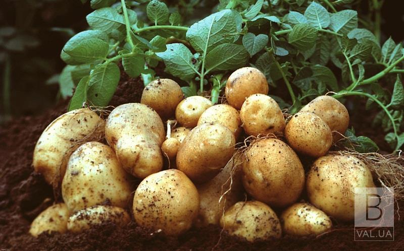 Українці стали їсти менше картоплі