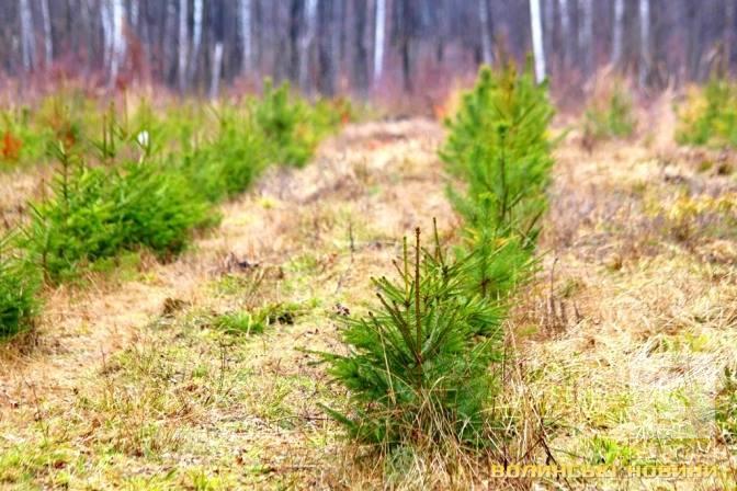 На Черниговщине планируют высадить более двух миллионов деревьев