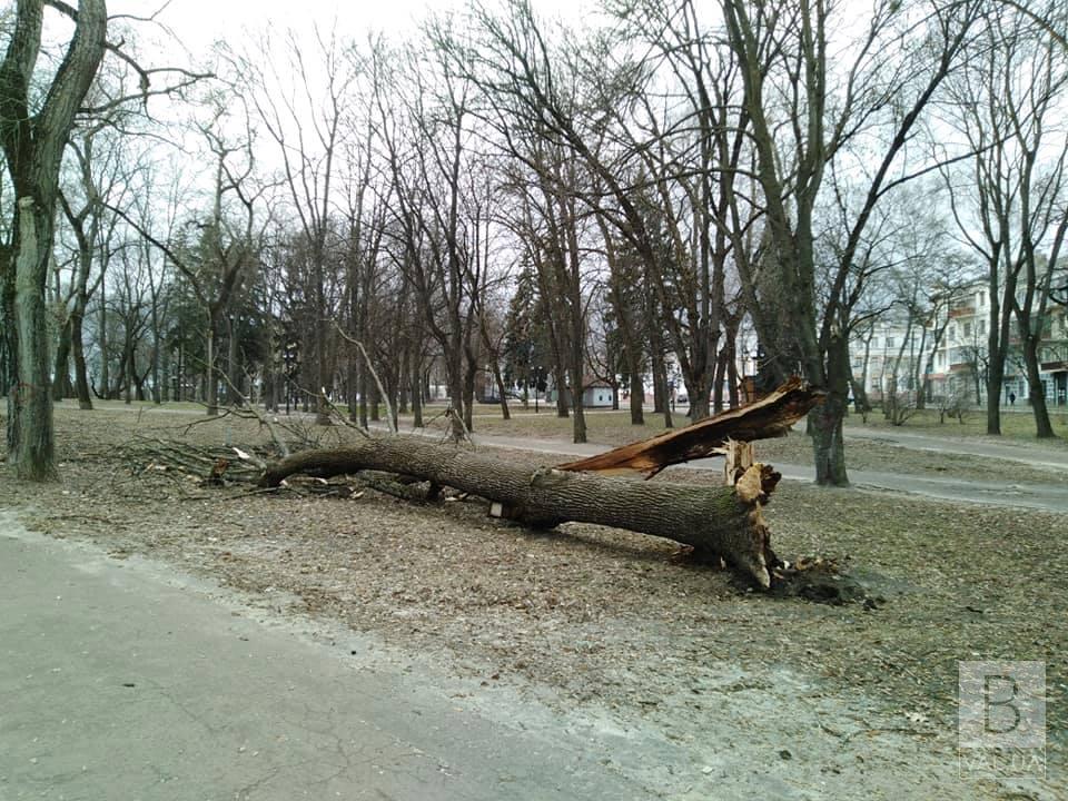 Через сильний вітер на Валу впало дерево. ФОТОфакт