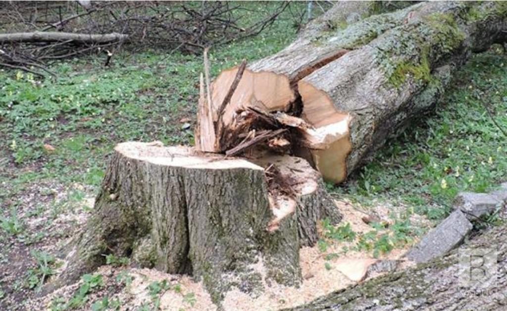 На мужчину в собственном дворе упало дерево