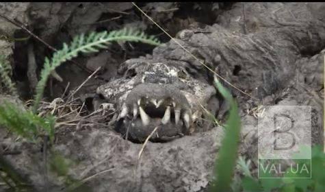 Жуткая находка: на Черниговщине нашли труп крокодила ВИДЕО