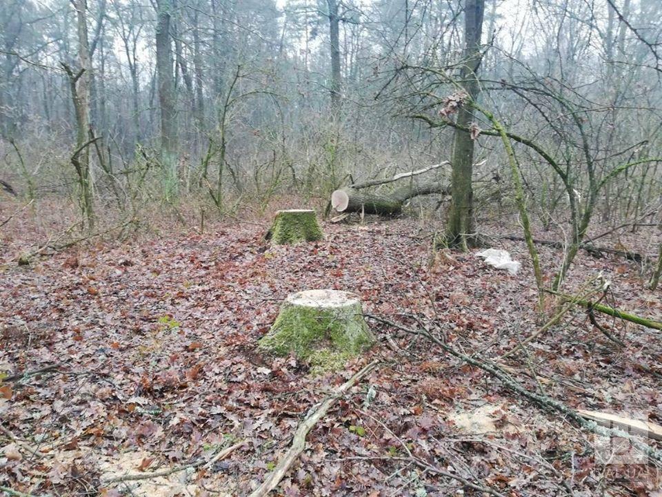 На Черниговщине ищут «черных лесорубов», которые вырубили шесть дубов