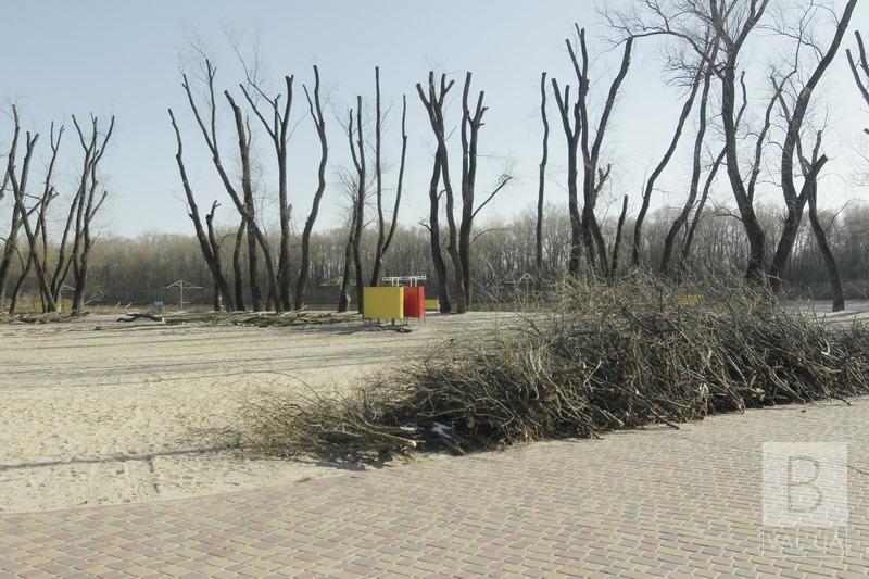 Деревья на «Золотом» приобрели странный вид. ФОТО