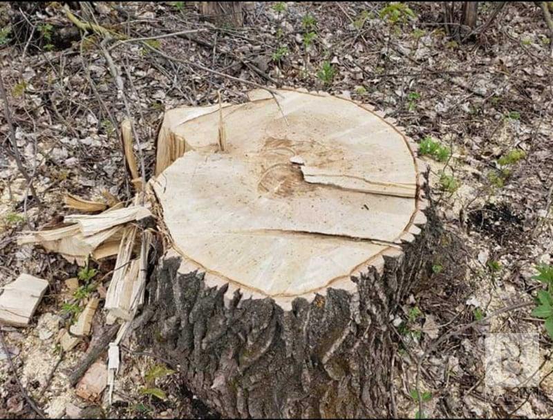  В Борзнянском районе неизвестные незаконно срубили 663 дерева