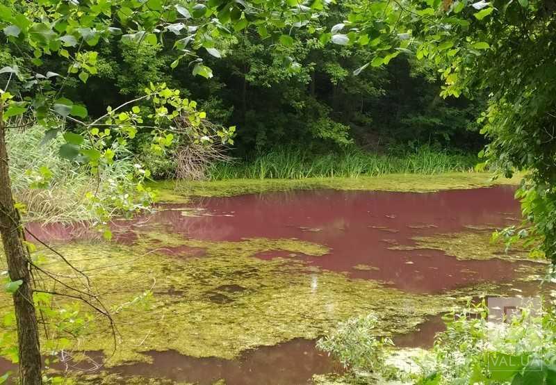 У Ніжині в парку у центрі міста порожевіла водойма. ФОТО