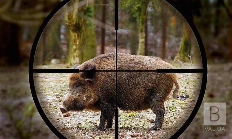 На Чернігівщині стартує сезон полювання на копитних