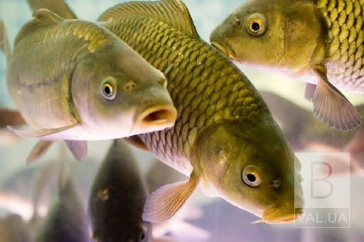 На Чернігівщині з 1-го листопада забороняється лов риби у зимувальних ямах