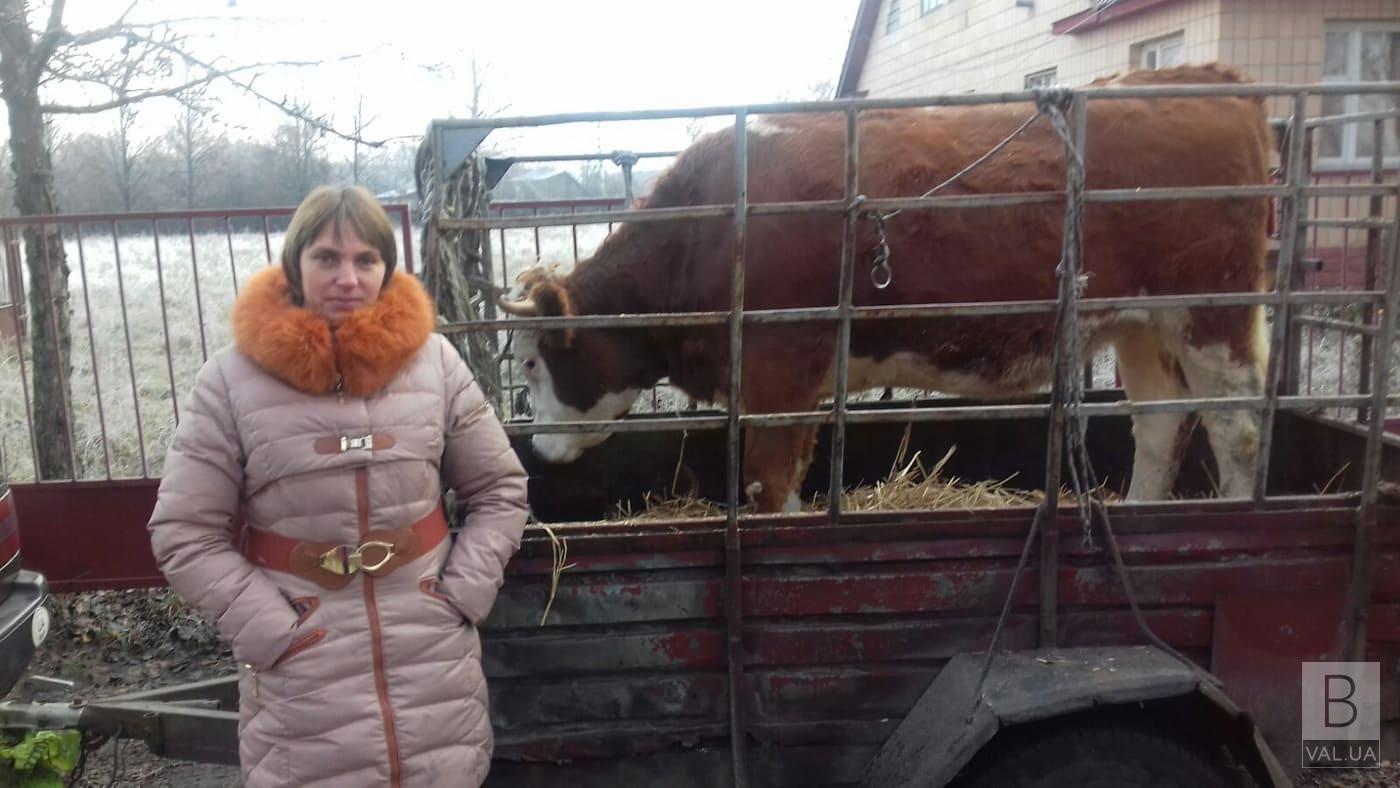 На Сновщині багатодітна родина отримала нетеля. ФОТО