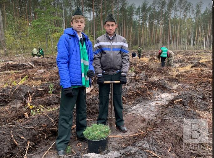  20 березня на Чернігівщині висадять більше 150 тисяч дерев