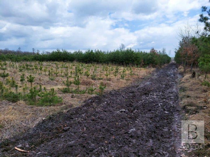 Проти пожеж: 2021 року Чернігівський лісгосп створить 700 кілометрів мінералізованих смуг 