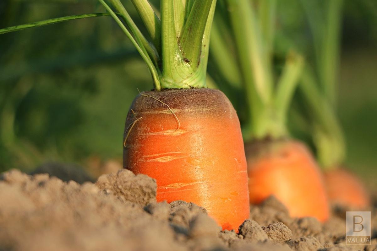 Рекордний овоч: на Прилуччині господиня викопала з грядки півкілограмову морквину