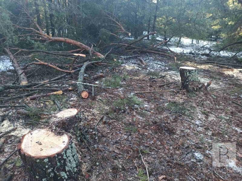 У прикордонному районі Чернігівщини незаконно вирубали 38 дерев