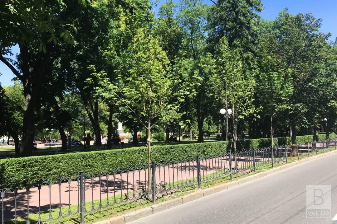 На вулиці Шевченка прижилися усі дерева, які висадили минулого року 