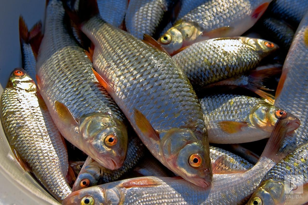 У річці Десна на Чернігівщині виявили заражену рибу