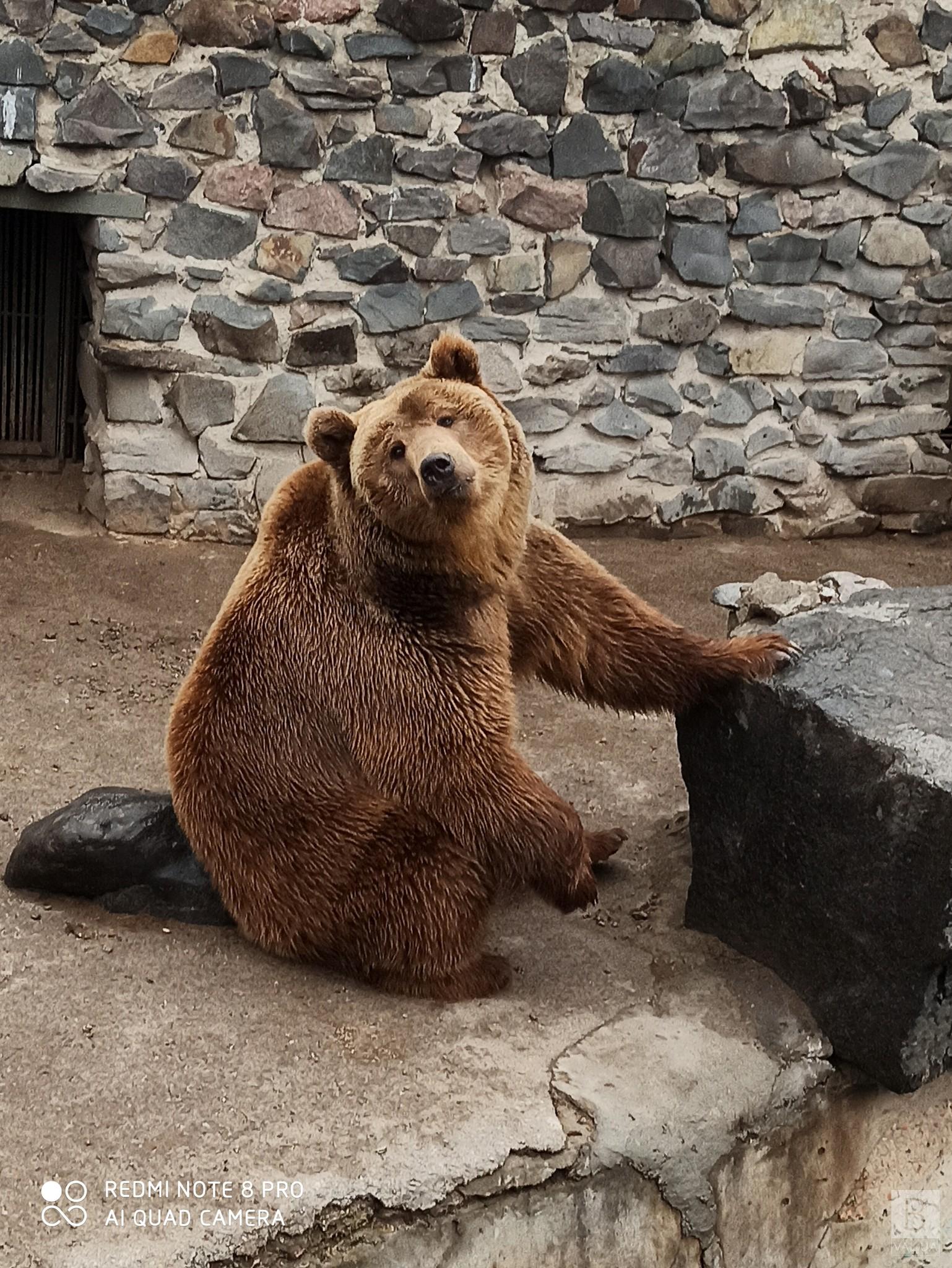 Тепла погода ввела в оману: у Менському зоопарку два ведмеді вийшли зі сплячки