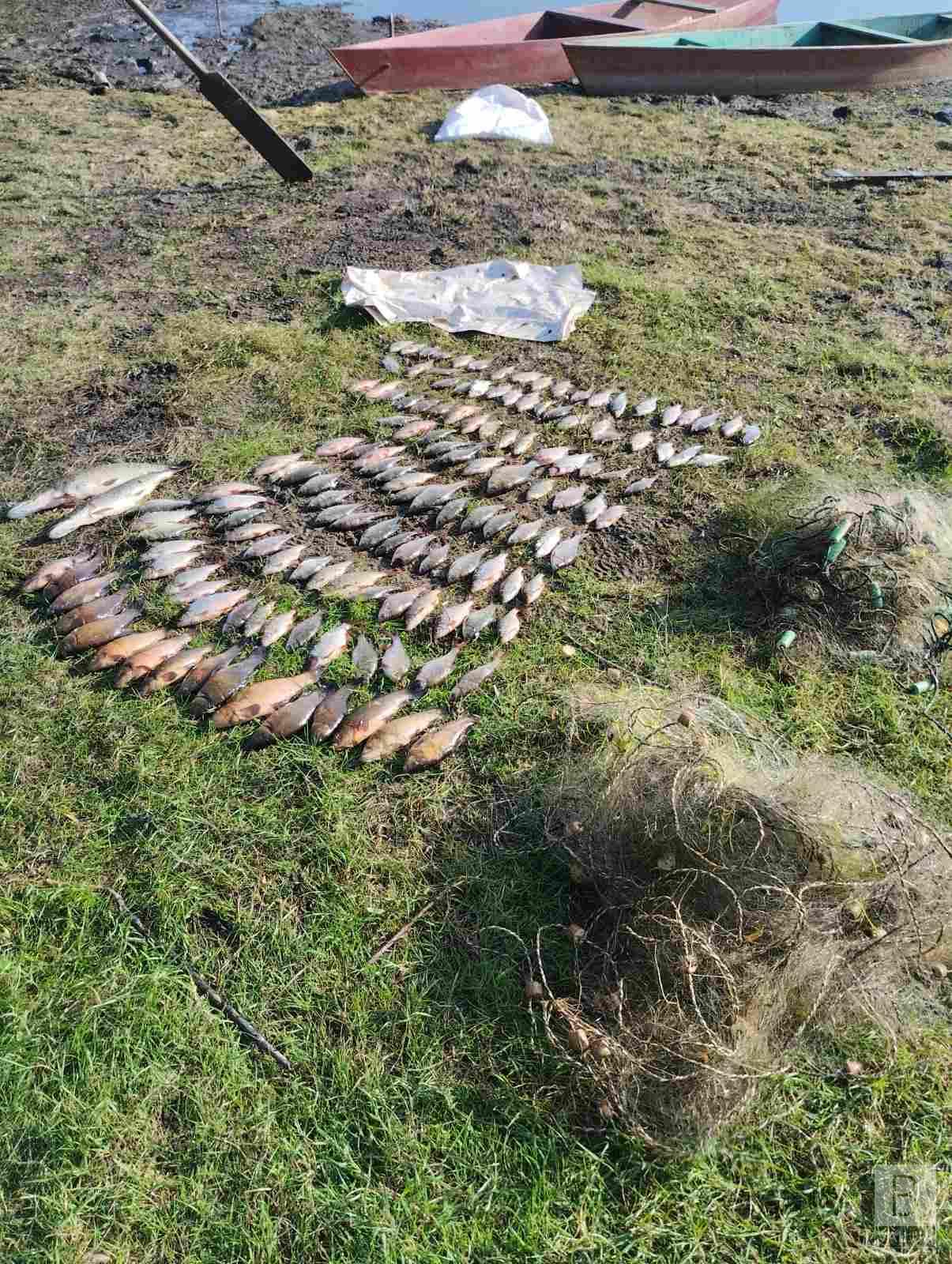 На Новгород-Сіверщині браконьєри завдали збитків рибному господарству на понад 300 тис.грн