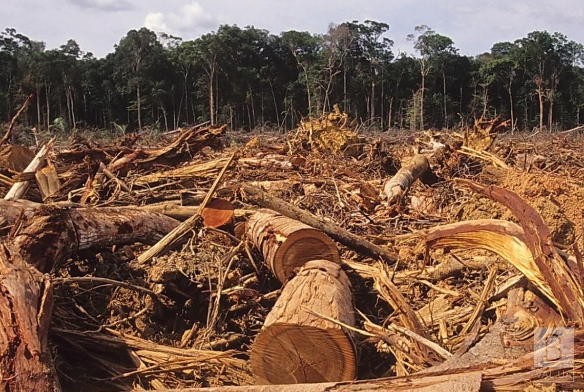 Директора лісгоспу на Чернігівщині підозрюють у незаконних вирубках на 39 мільйонів гривень