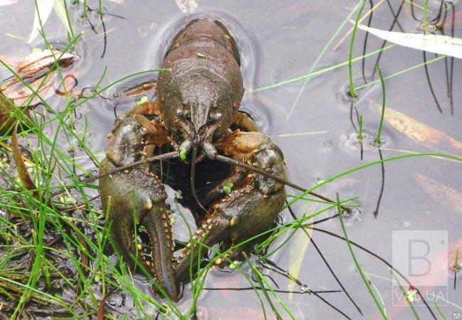 На Чернігівщині з 1 грудня розпочинається заборона на лов раків