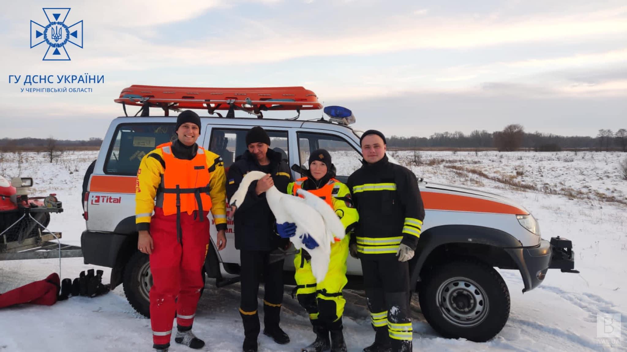У Чернігові врятували двох лебедів з «крижаної пастки». ФОТОфакт