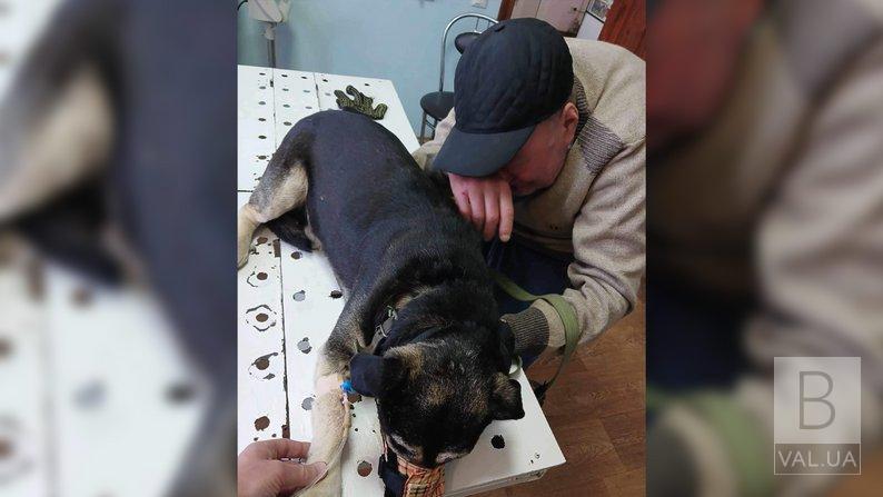  У Ніжині загинули близько 10 безпритульних котів та собак, яких отруїли