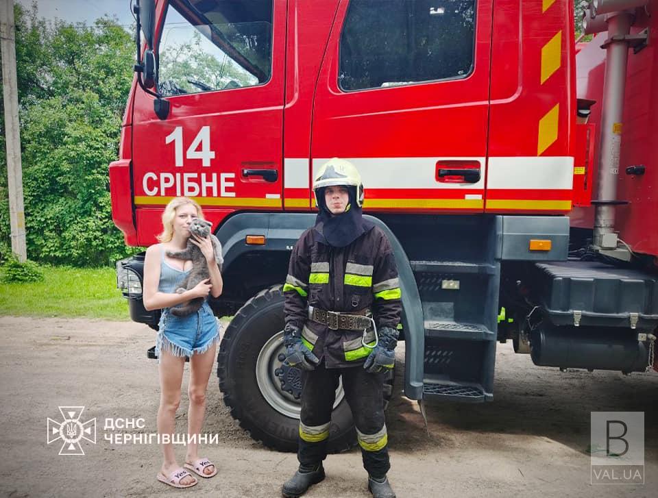 На Чернігівщині надзвичайники врятували кота, який застряг на високому дереві. ФОТО