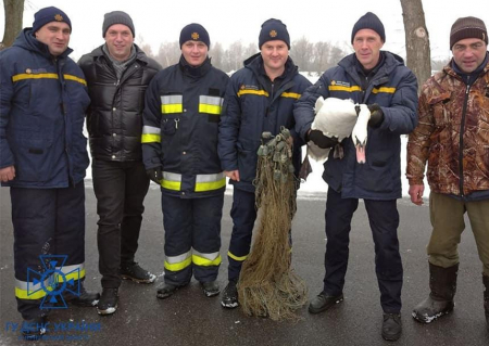 Надзвичайники врятували двох лебедів із замерзлої водойми на Чернігівщині. ФОТО