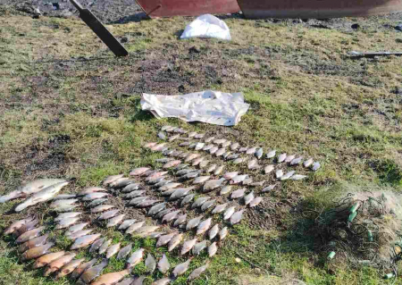 На Новгород-Сіверщині браконьєри завдали збитків рибному господарству на понад 300 тис.грн
